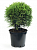 Туя западная Thuja occidentalis