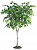 Берёза пушистая Betula pubescens
