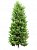 Ель обыкновенная Picea abies